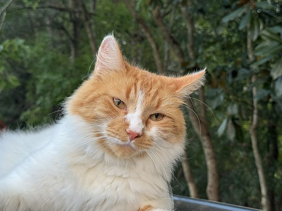 Foto de Rhaenyra